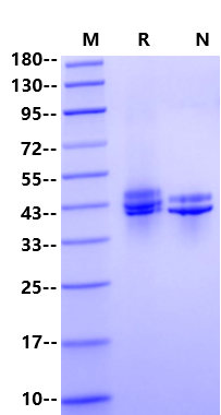 IL-12/IL-23 p40 Monomer Protein, Mouse