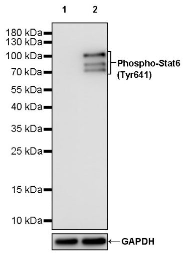 Phospho-Stat6 (Tyr641) Recombinant Rabbit mAb (S-1440-135)