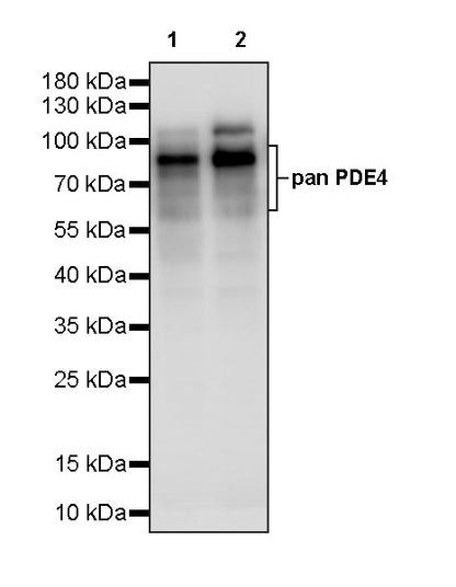 pan PDE4 Recombinant Rabbit mAb (S-5034)