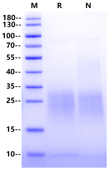 IL-15 Protein, Mouse