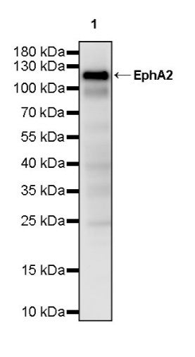 EphA2 Recombinant Rabbit mAb (S-2978-41)