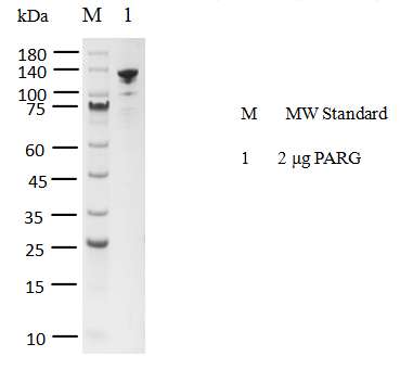 PARG His Tag Protein, Human