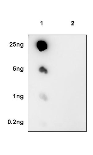 Histone H4 (acetyl K20) Recombinant Rabbit mAb (S-846-491)