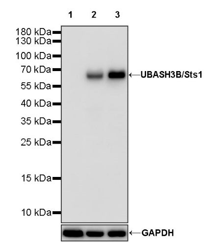 UBASH3B/Sts1 Recombinant Rabbit mAb (S-1307-5)