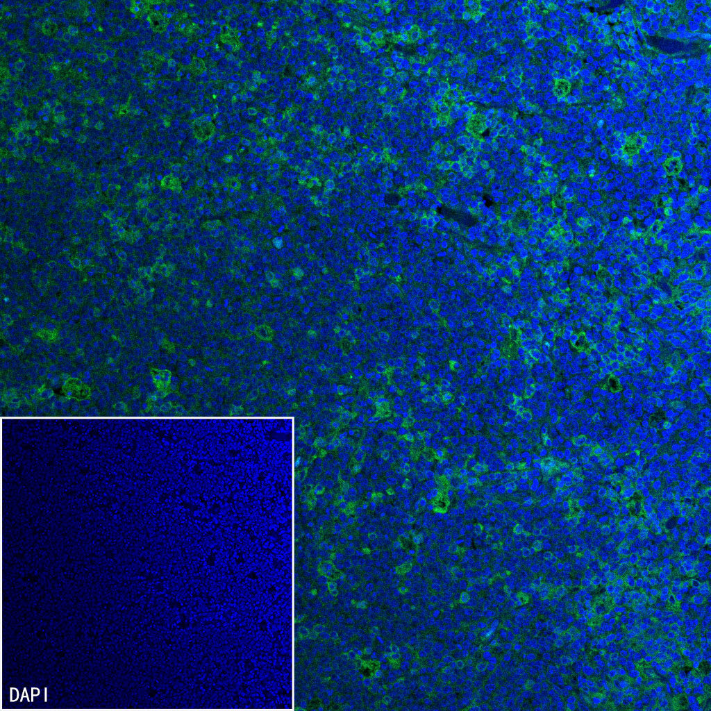 Goat Anti-Human IgG (H+L) (FITC Conjugate)