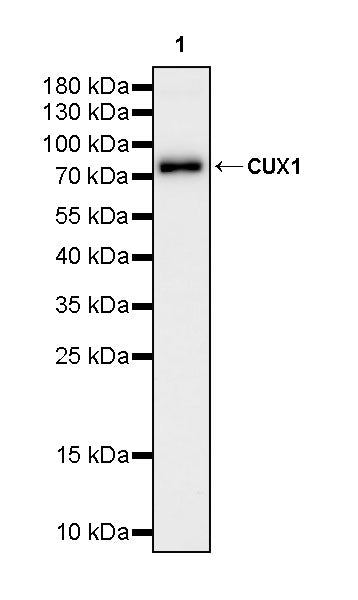 CUX1 Mouse mAb