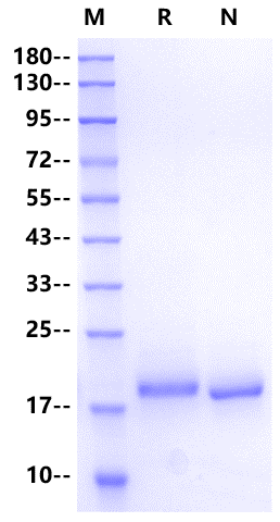 TPO (175aa) Protein, Mouse