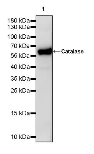 Catalase Recombinant Rabbit mAb (S-1925-3)