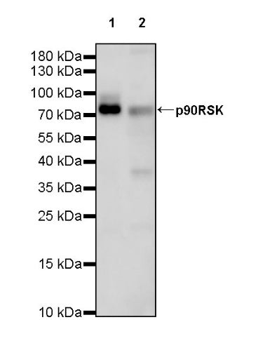 p90RSK Rabbit polyclonal antibody