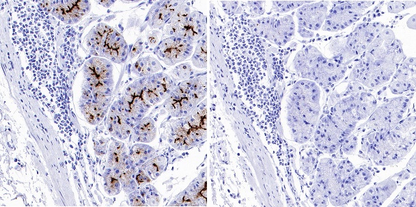 Goat Anti-Mouse IgG (H+L) (min X Hu, Bov Sr Prot)