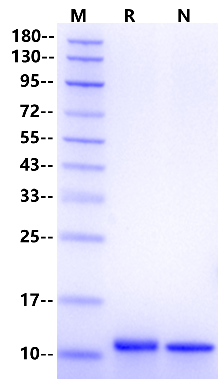 IL-13 Protein, Human
