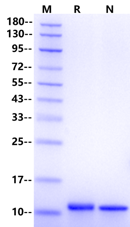 IL-13 Protein, Human