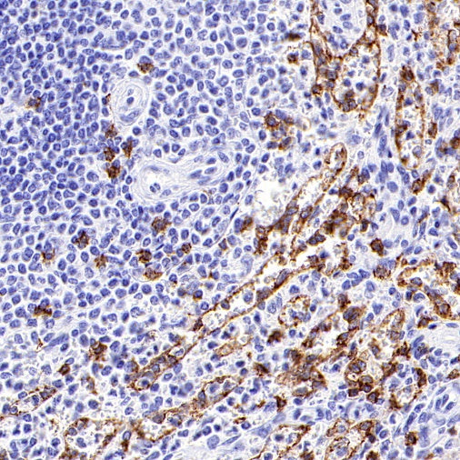 S-RMab® CD8α Mouse mAb (SDT-1036-34)