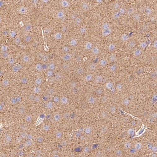 GPHN Recombinant Rabbit mAb (S-3167-63)