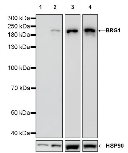 BRG1 Recombinant Rabbit mAb (S-1513-4)