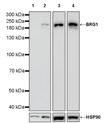BRG1 Recombinant Rabbit mAb (S-1513-4)