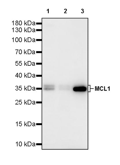 MCL1 Recombinant Rabbit mAb (S-2640-208)