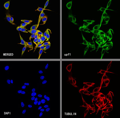 Upf1 Rabbit Polyclonal Antibody