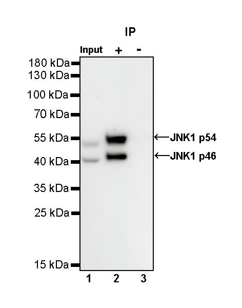 JNK1 Recombinant Rabbit mAb (S-1153-21)