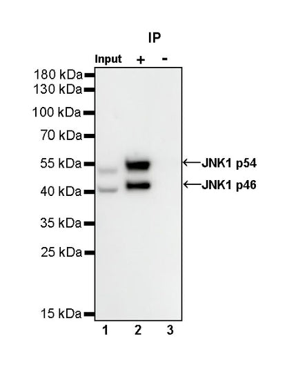 JNK1 Recombinant Rabbit mAb (S-1153-21)