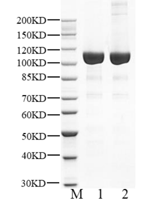 USP15 Protein, Human