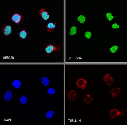 S-RMab® PU.1 Recombinant Rabbit mAb (SDT-R236)