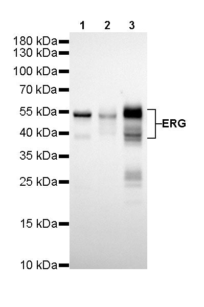 ERG Recombinant Rabbit mAb,PBS Only (SDT-190-65)