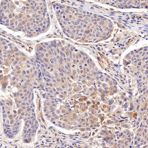 FAM129B Recombinant Rabbit mAb (S-1534-24)
