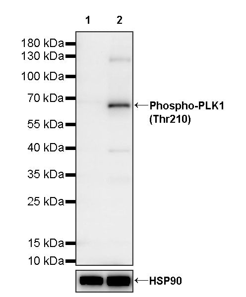 Phospho-PLK1 (Thr210) Recombinant Rabbit mAb (S-4984)