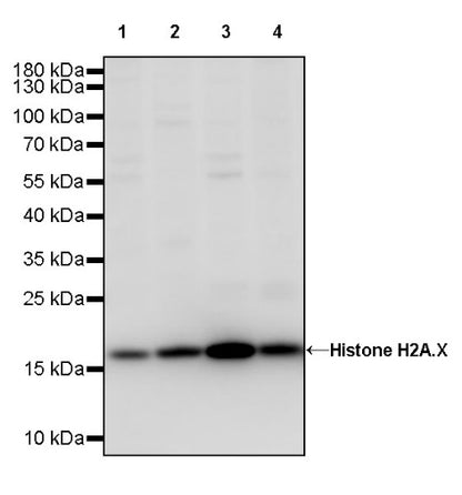 Histone H2A.X Recombinant Rabbit mAb (S-1772-179)