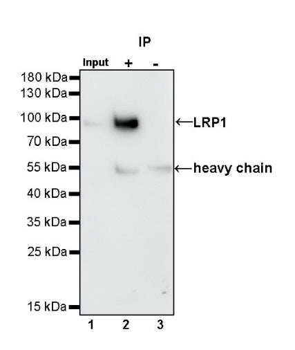 LRP1 Rabbit Polyclonal Antibody