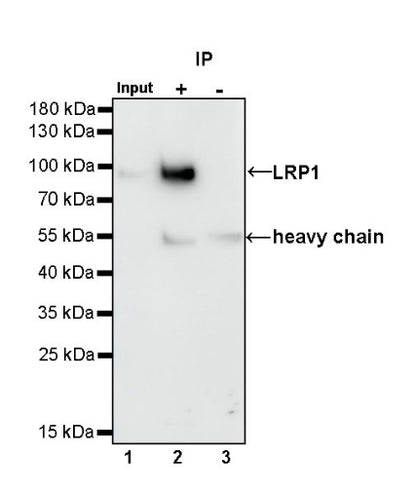 LRP1 Rabbit Polyclonal Antibody