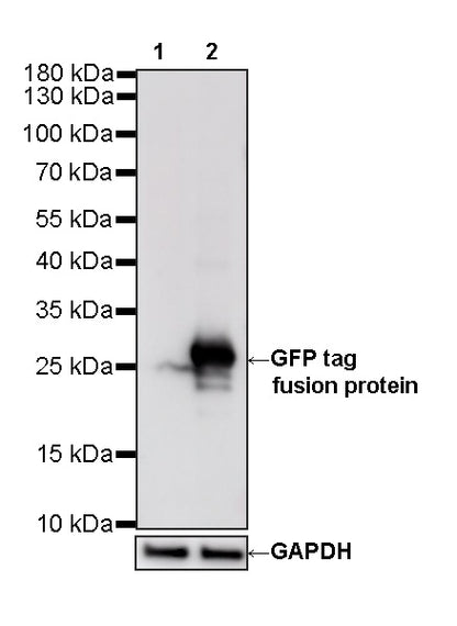 GFP tag Recombinant Mouse mAb (S-5403)