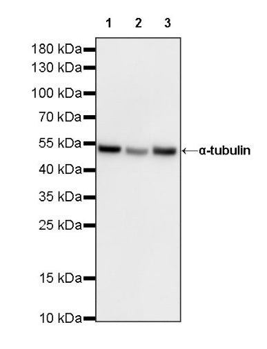 α-tubulin Rabbit Polyclonal Antibody