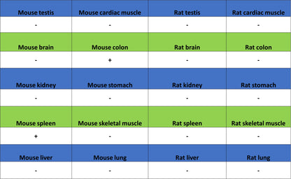 NKR-P1C Recombinant Rabbit mAb (S-4706)