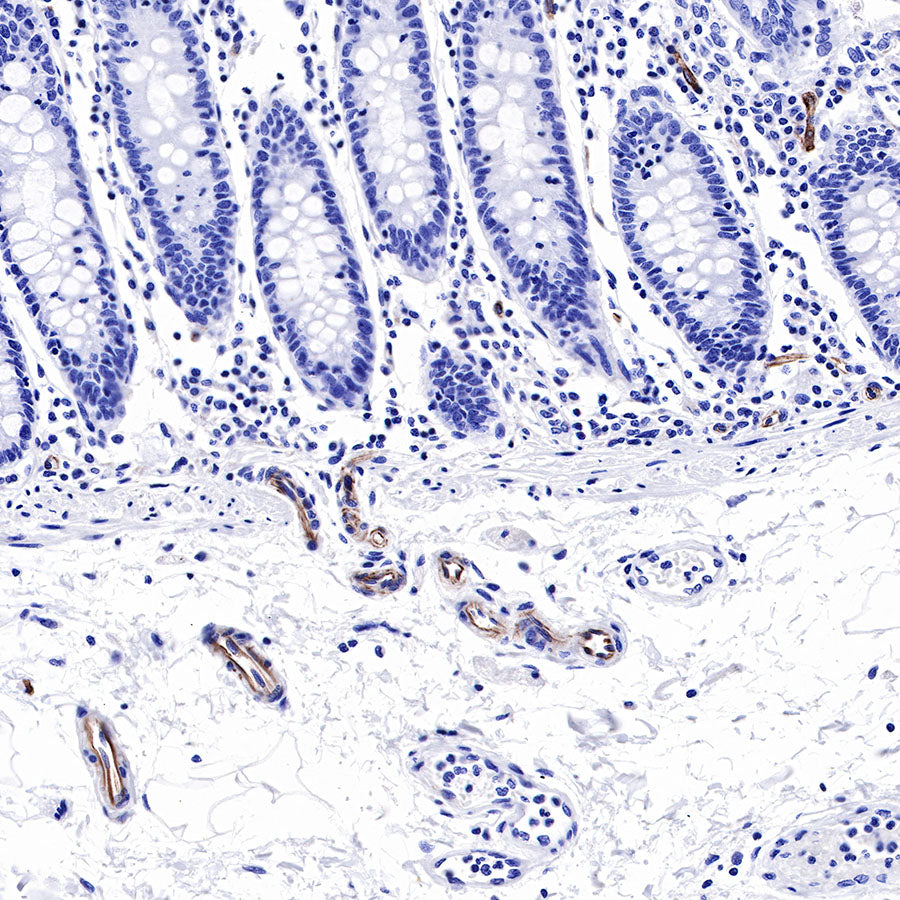 Nestin Recombinant Rabbit mAb,PBS Only (SDT-R112)