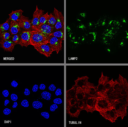 LAMP2 Rabbit Polyclonal Antibody