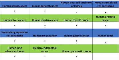 DFNA5/GSDME Recombinant Rabbit mAb (S-1703-1)
