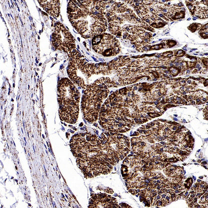 Fumarate hydratase Recombinant Rabbit mAb, PBS Only (SDT-2394-36)
