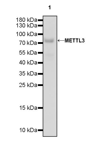 METTL3 Recombinant Rabbit mAb (S-315-219)