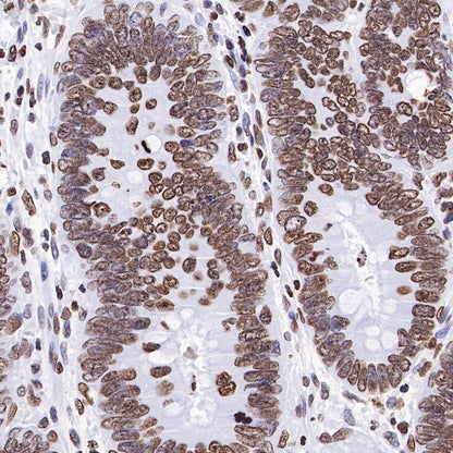 Histone H4 Recombinant Rabbit mAb (S-499-30)