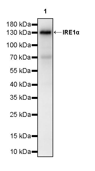 IRE1α Recombinant Rabbit mAb (S-3873-25)