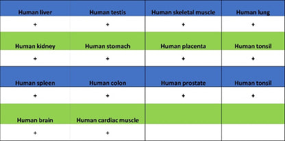 EEA1 Recombinant Rabbit mAb (S-2604-39)