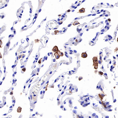 S-RMab® CD16a Recombinant Rabbit mAb,PBS Only (SDT-366-45)