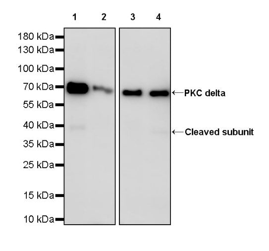 PKC delta Recombinant Rabbit mAb (S-2611-39)