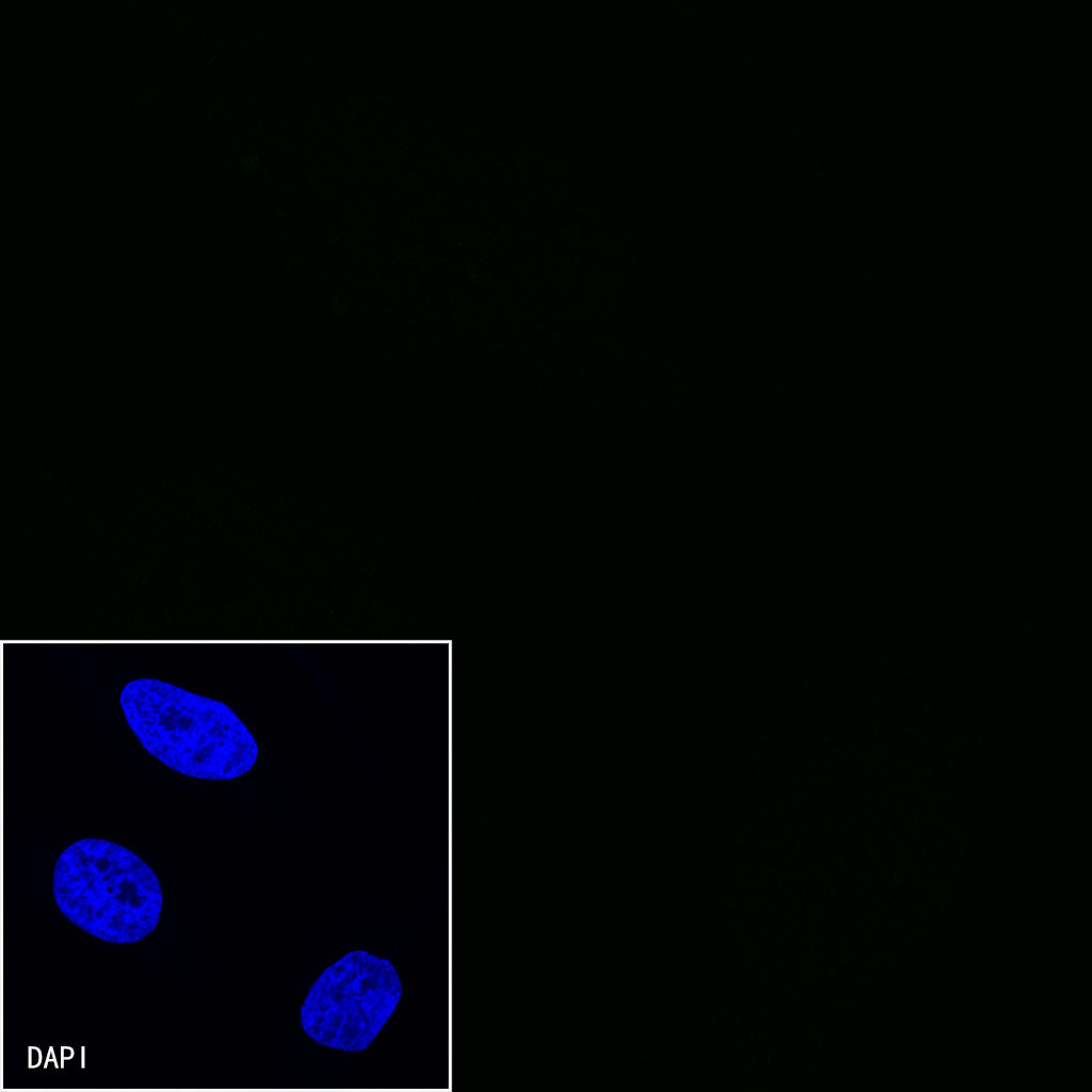 CD27 Mouse mAb (S-568-1)