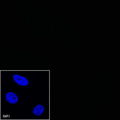 CD27 Mouse mAb (S-568-1)