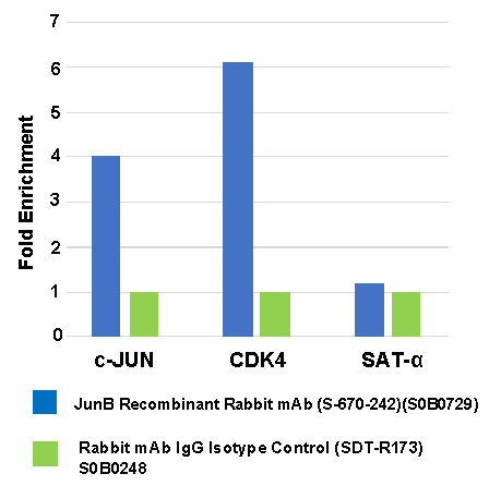JunB Recombinant Rabbit mAb (S-670-242)