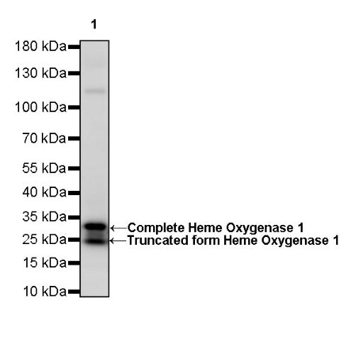 Heme Oxygenase 1 Recombinant Rabbit mAb (S-R334)
