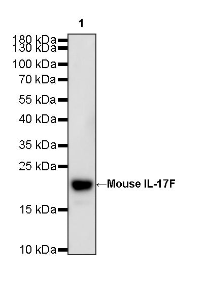 Invivo anti-Mouse IL-17F Recombinant mAb